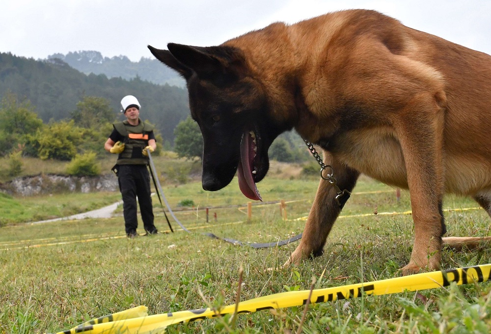 مدرب بوسني يدرب كلبا في حقل ألغام وهمي