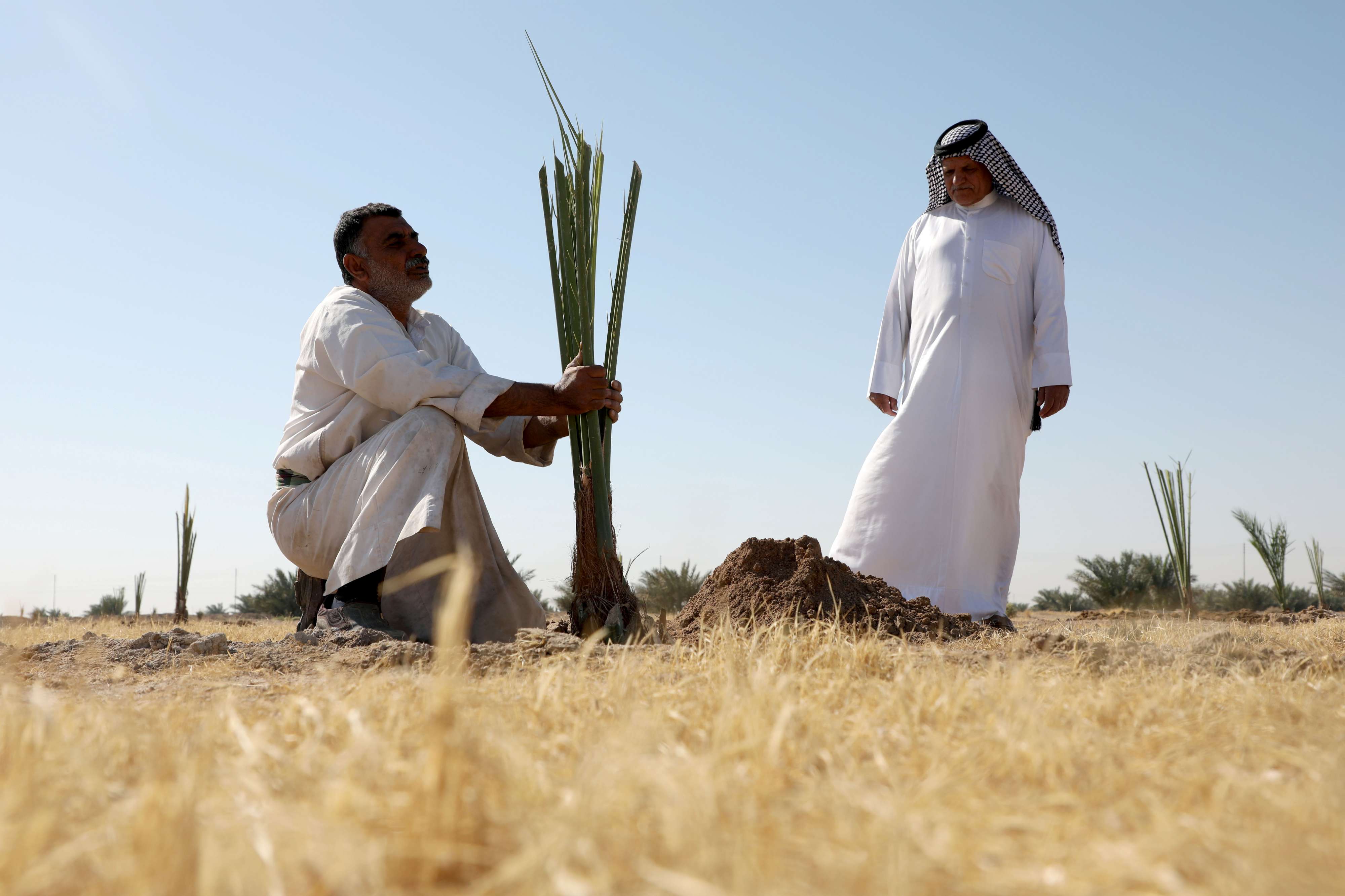 عراقيان يزرعان شجرة نخيل في صحراء البصرة