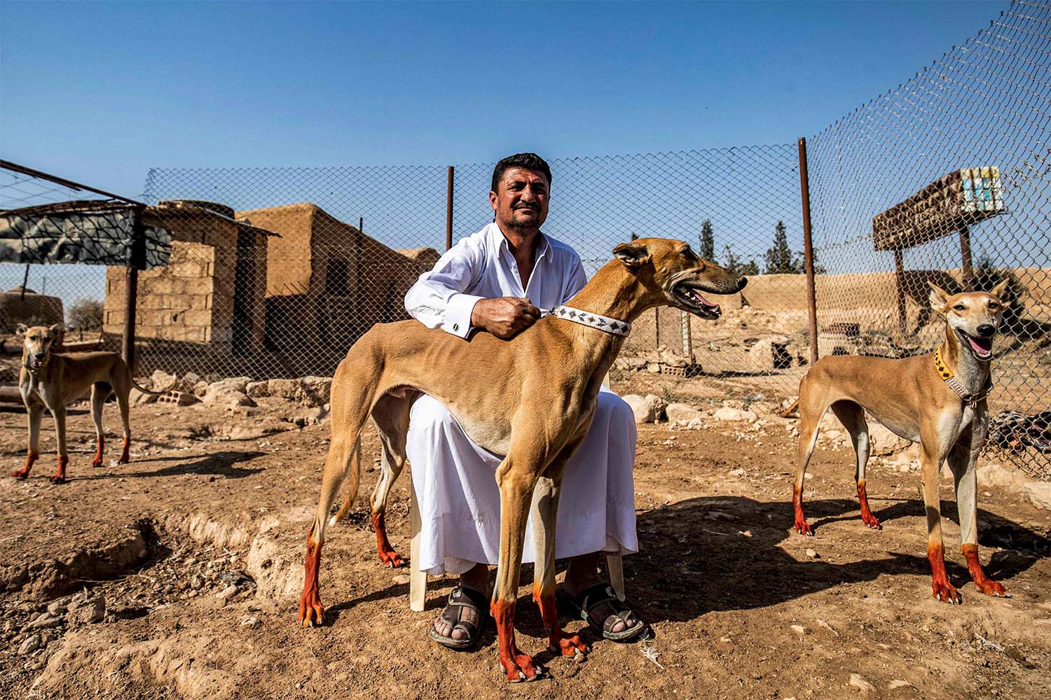 Some families in Ad-Darbasiyah started breeding Salukis in earnest around 20 years ago