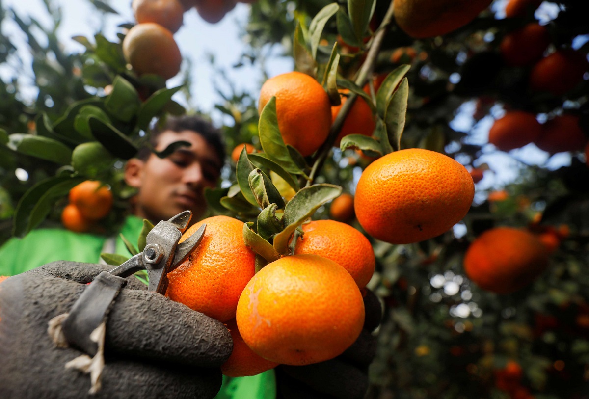 مزارع يجمع البرتقال في مزرعة في النوبارية شمال شرق القاهرة في مصر