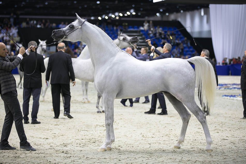 خيول