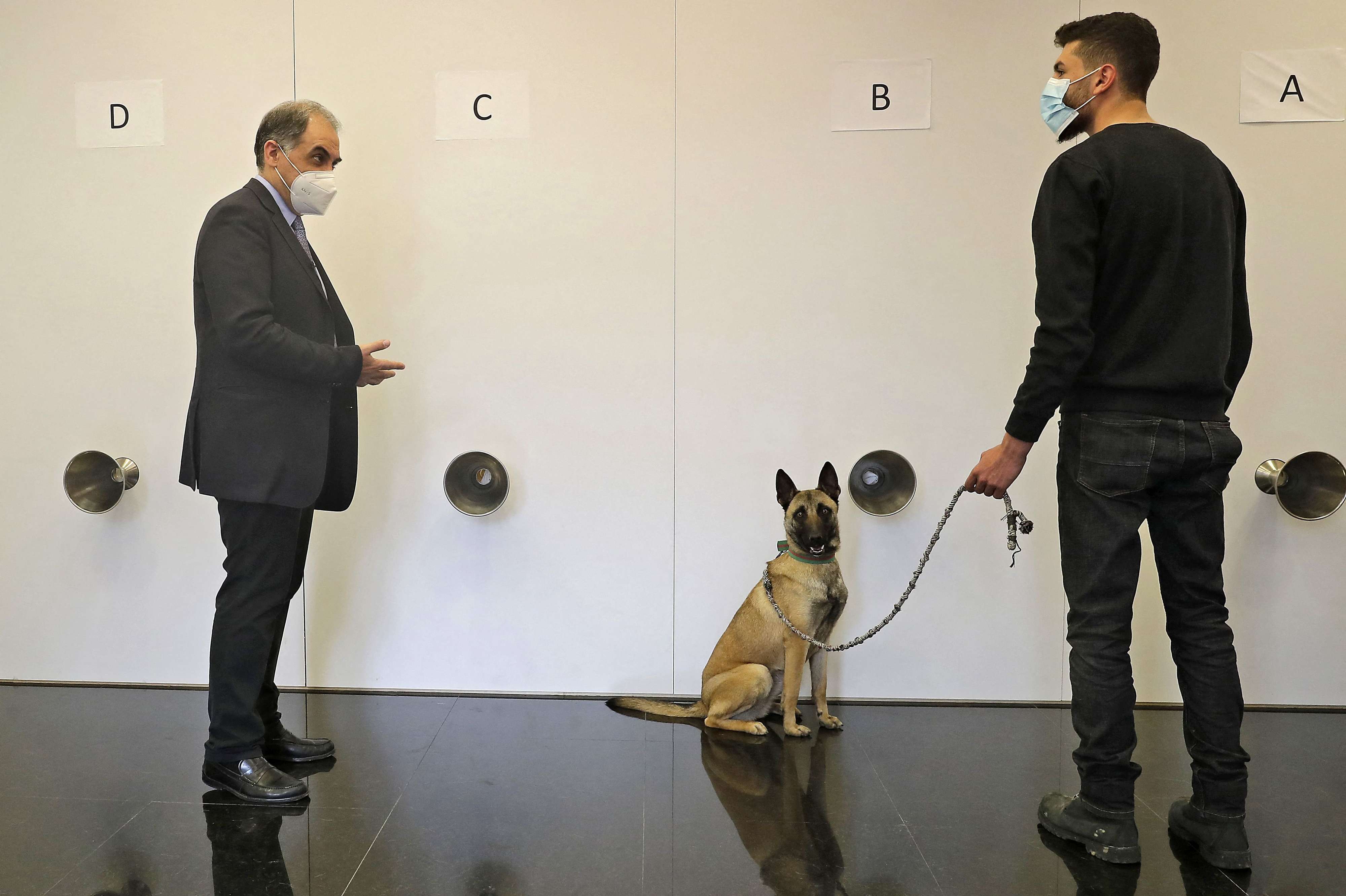 الطبيب اللبناني رياض سركيس يشرف على عملية تدريب كلب بوليسي على رصد كورونا في بيروت