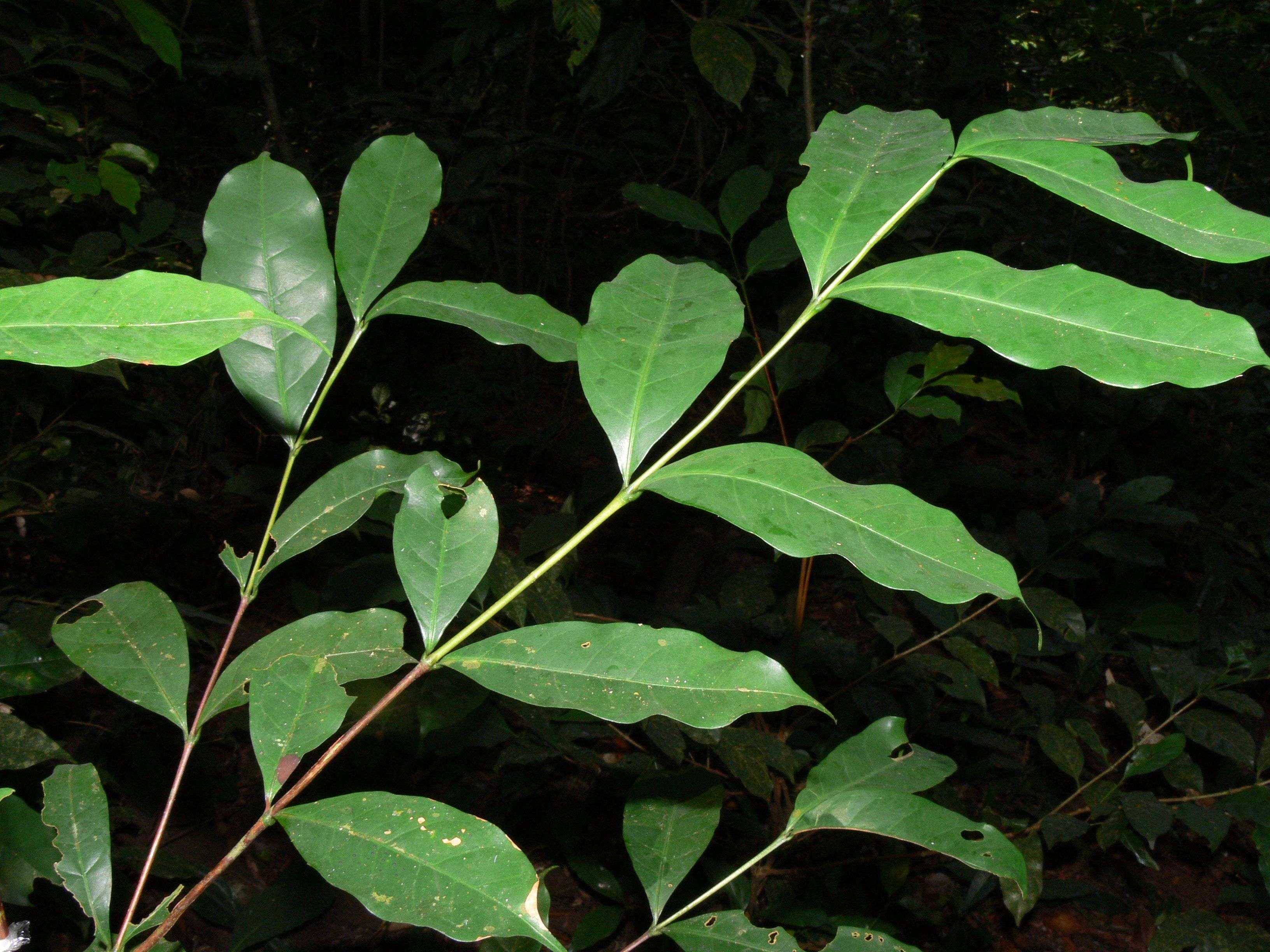 نبات كوفيا ستينوفيلا 
