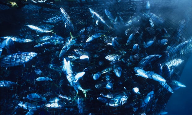   'سيزبيراسي' يشكك في تطبيق الصيد المستدام