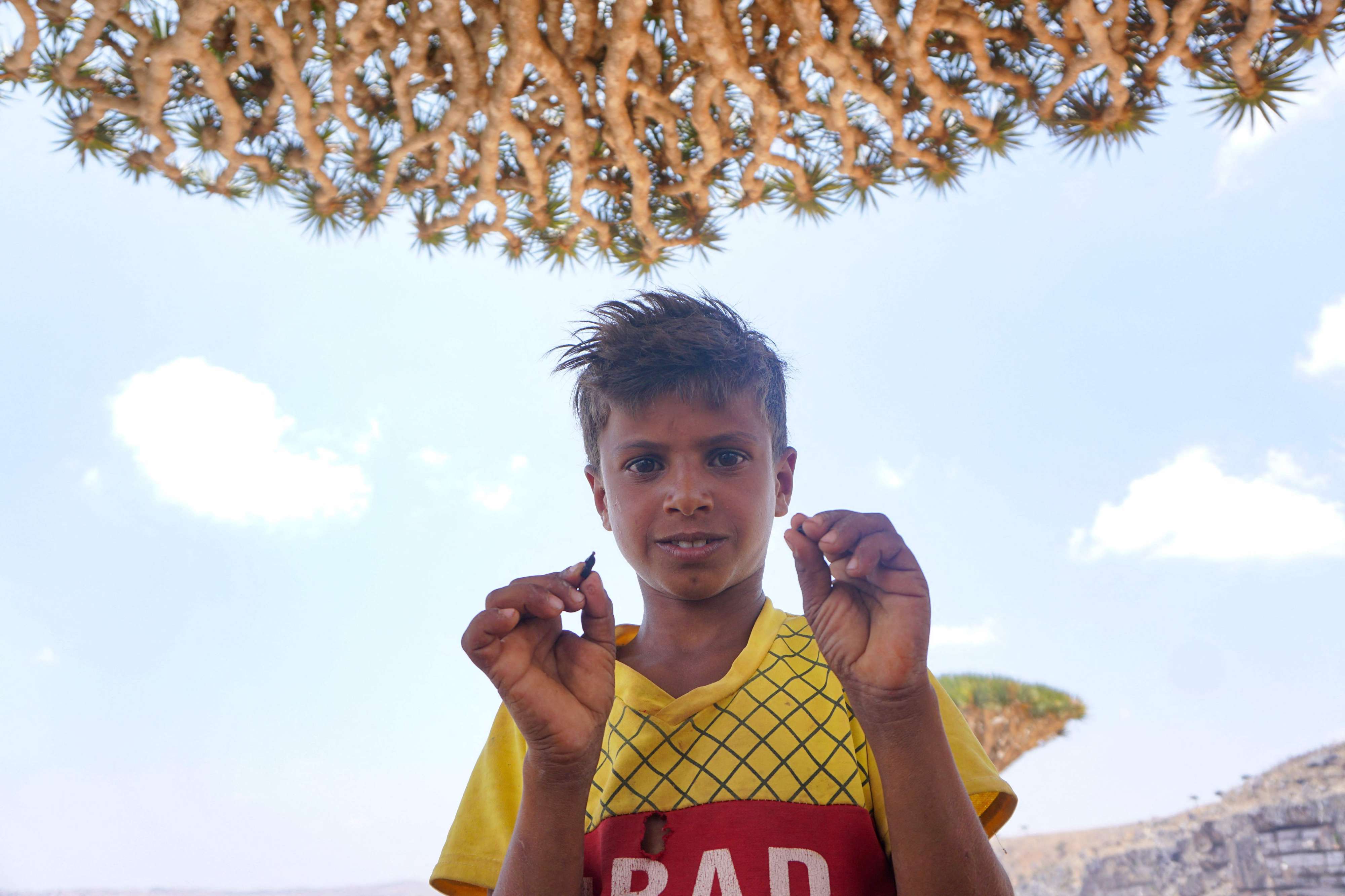طفل يمني يعرض صمغا أحمر من أشجار دم التنين في جزيرة سقطرى اليمنية
