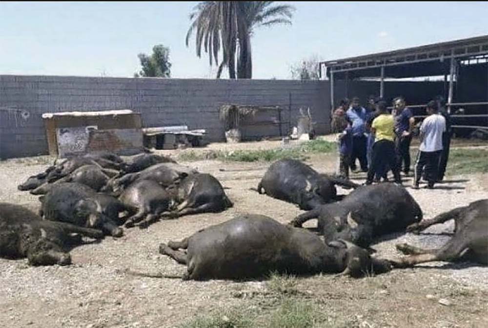 Buffaloes perished from lack of water