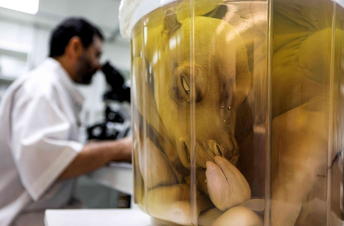 مركز التكنولوجيا الحيوية الإنجابية في دبي