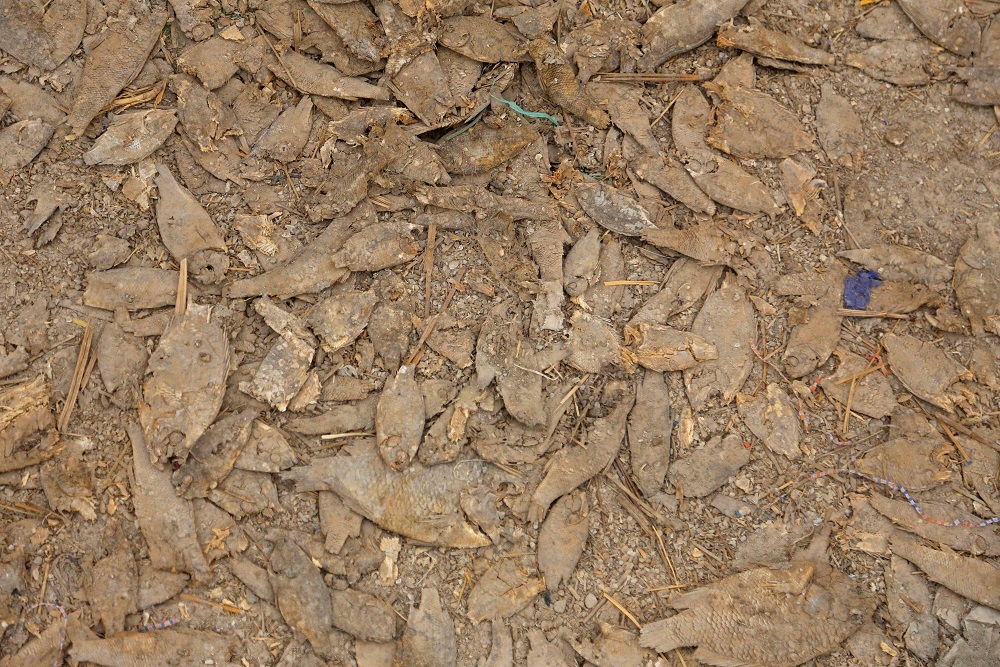 الجفاف يهدد مستقبل العراق