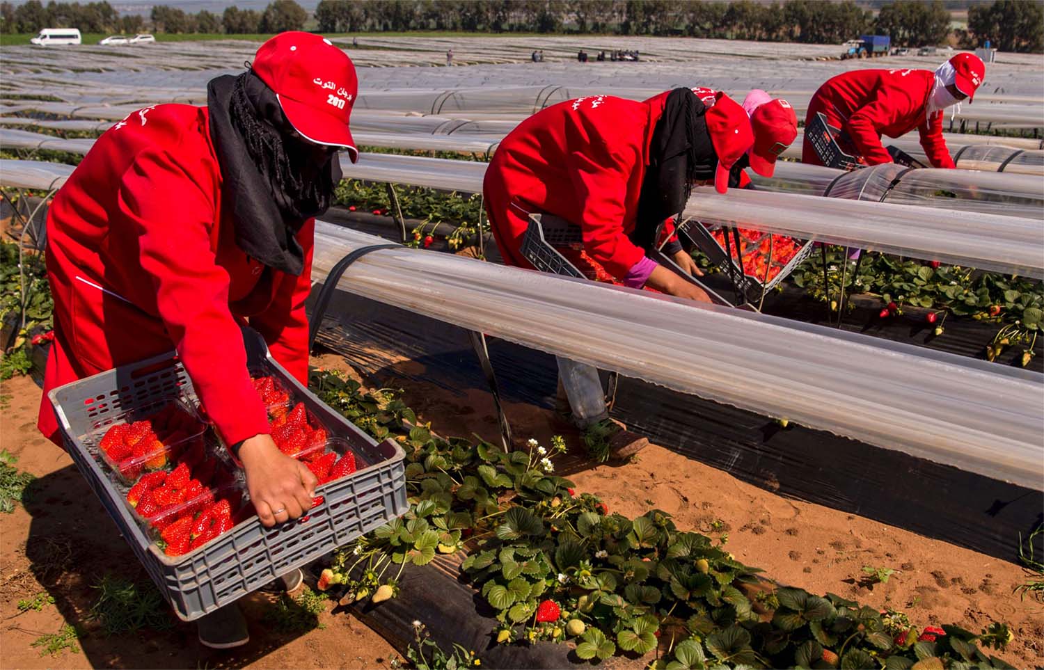 Strawberry field in Kenitra
