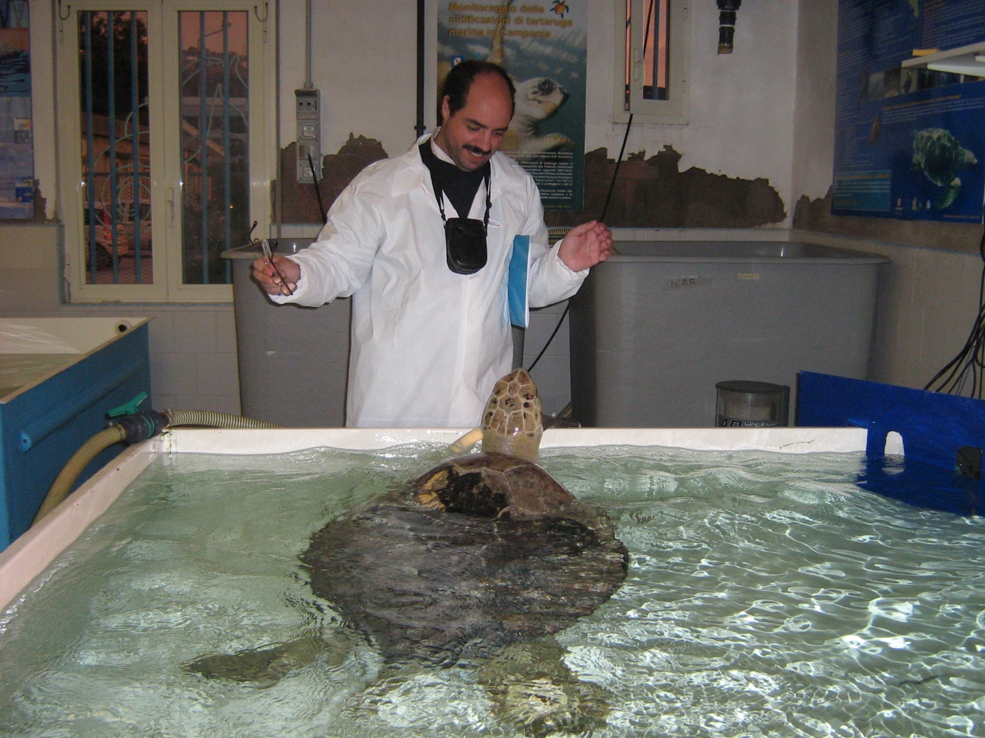 البروفيسور مصطفى أكسيسو يباشر أبحاثه حول السلحفاة البحرية ضخمة الرأس