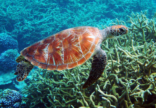 السلحفاة الخضراء تسبح على الشعاب المرجانية  © Kydd Pollock -  NOAA  
