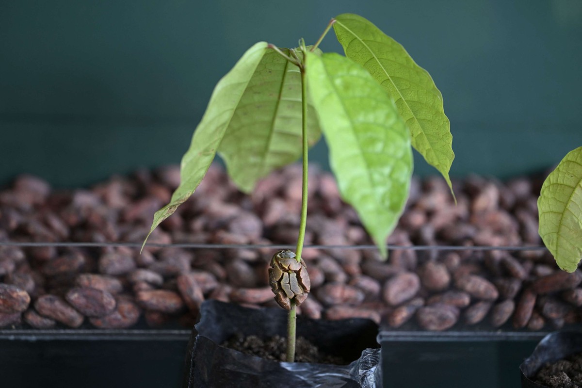 حبوب الكاكاو