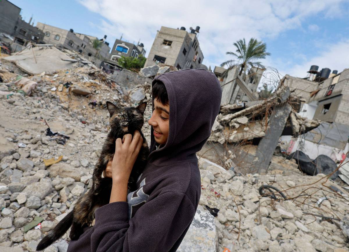 طفل فلسطيني يداعب قطا على خلفية مبان مدمرة بسبب القصف الاسرائيلي في غزة