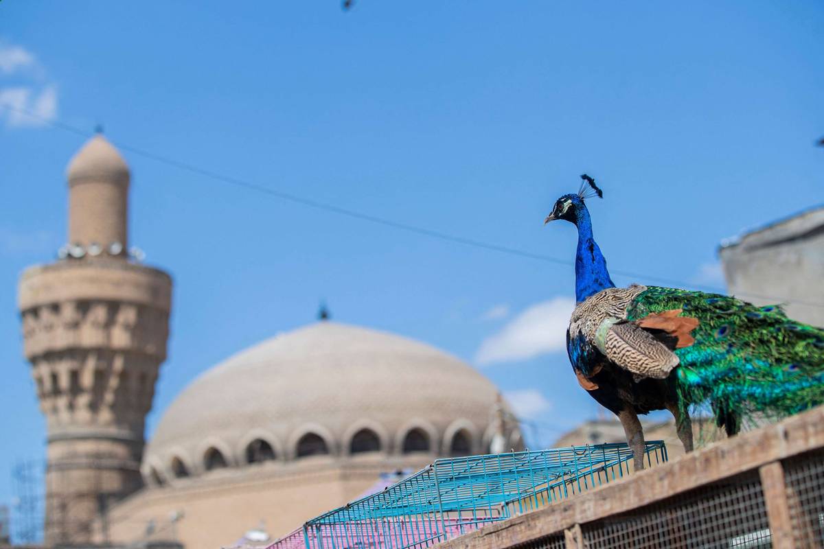 طاووس معروض للبيع في سوق الغزل وسط بغداد