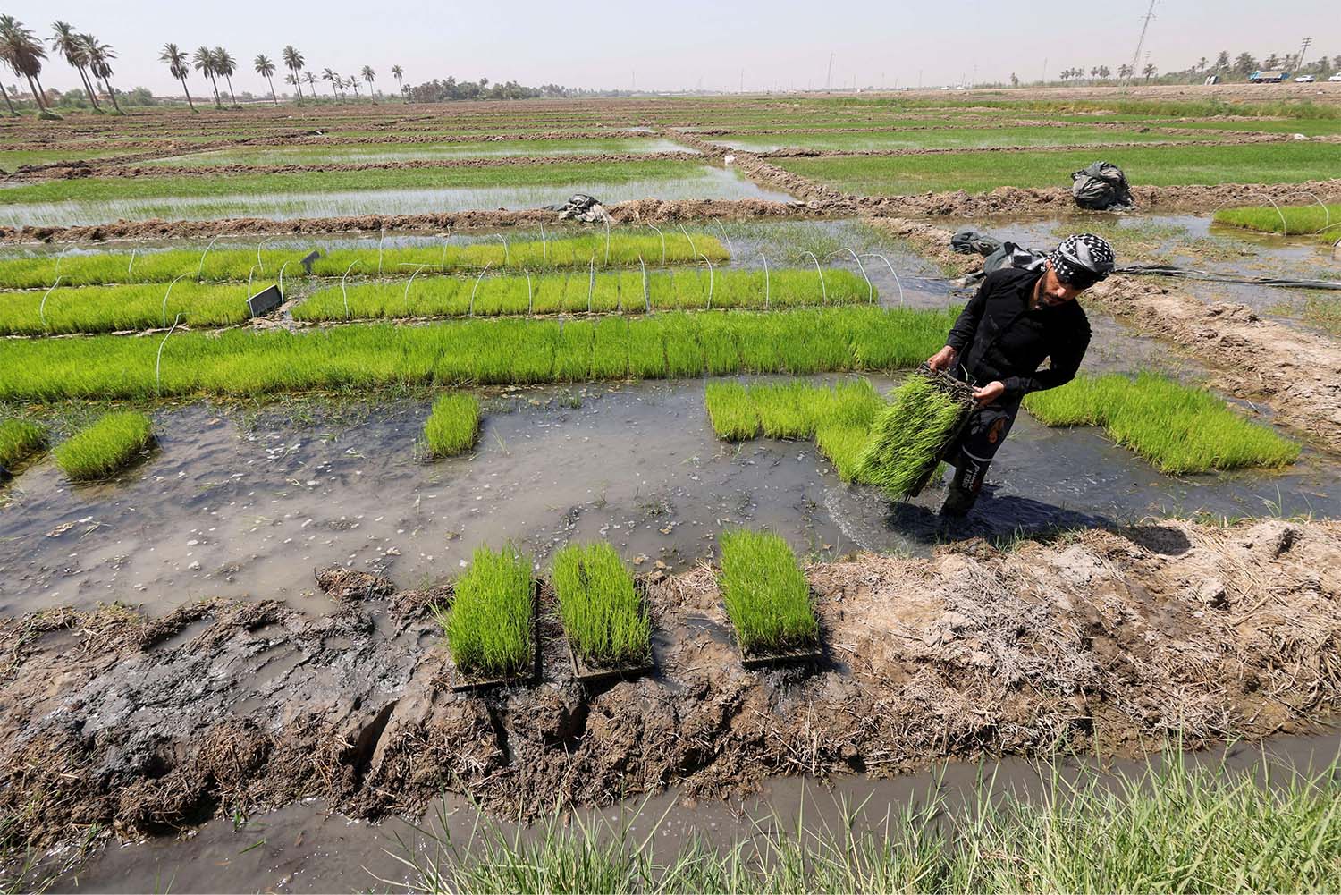 Iraq is one of the world's top 10 importers of rice and wheat