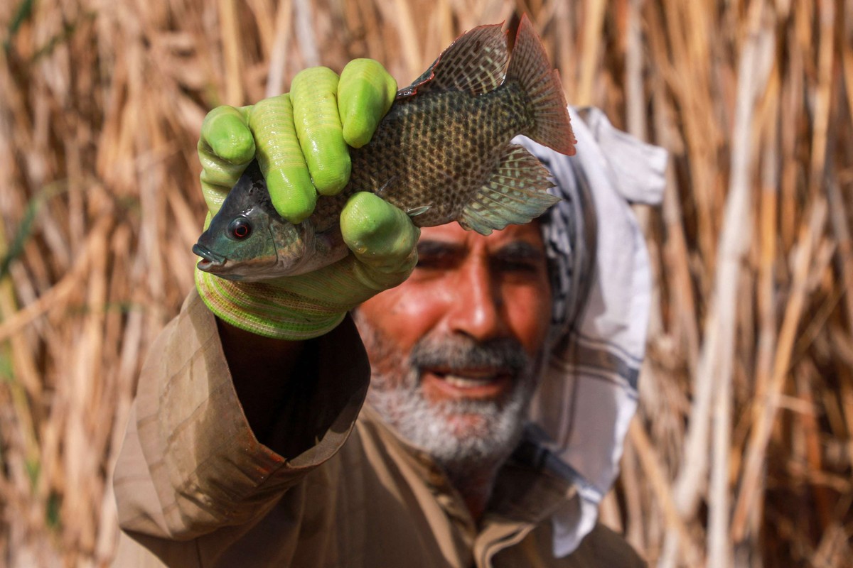 هور الحويزة