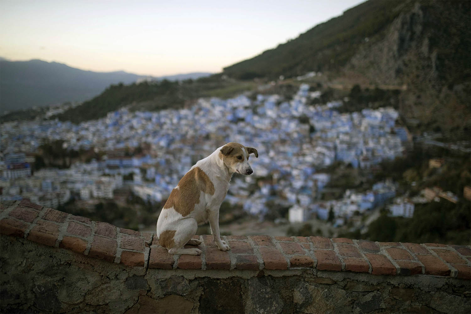 Morocco is adopting an animal-friendly approach for its fight against stray dogs