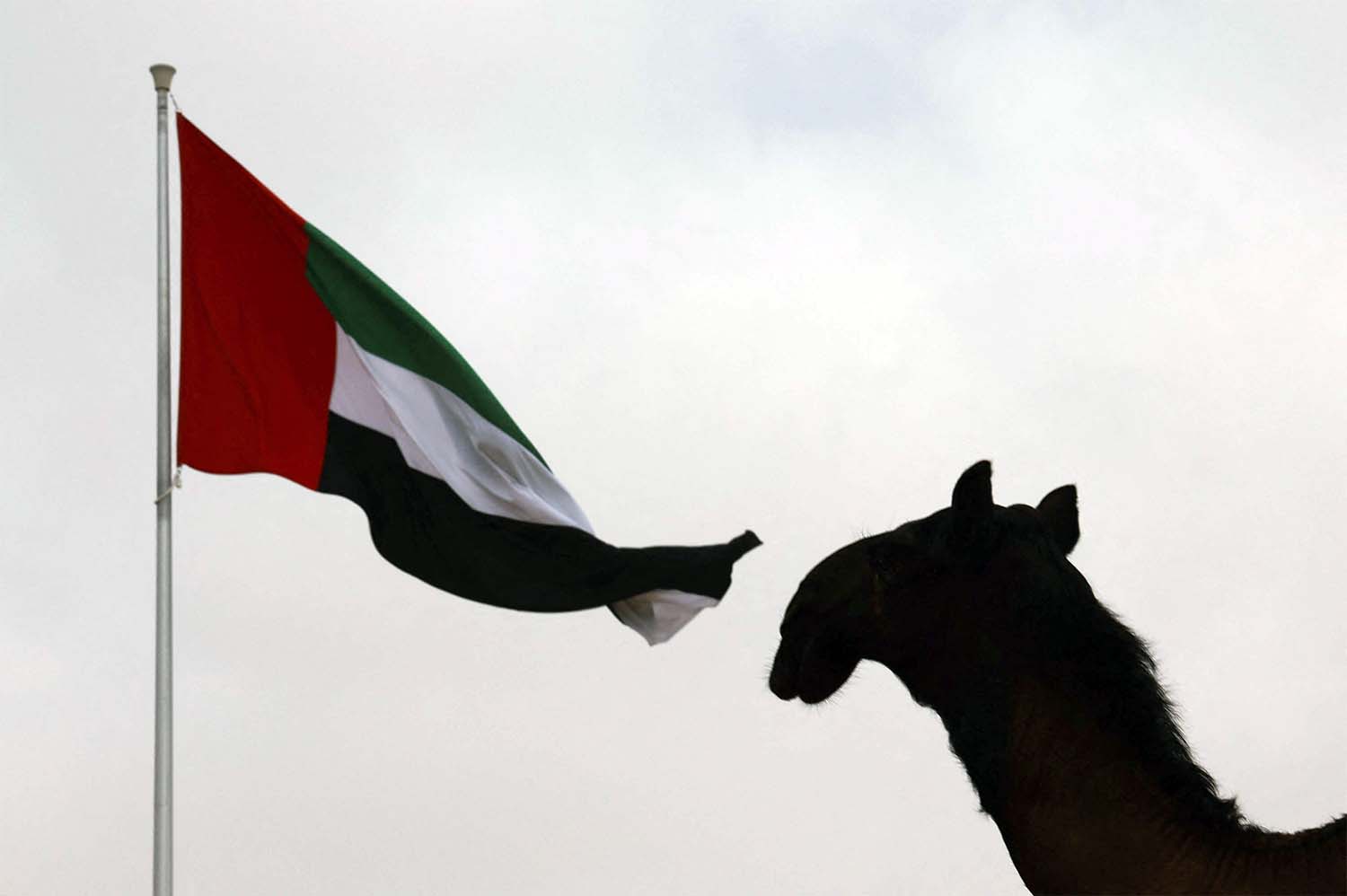 A continuous commitment to preserving and promoting local and Arab heritage on a global scale