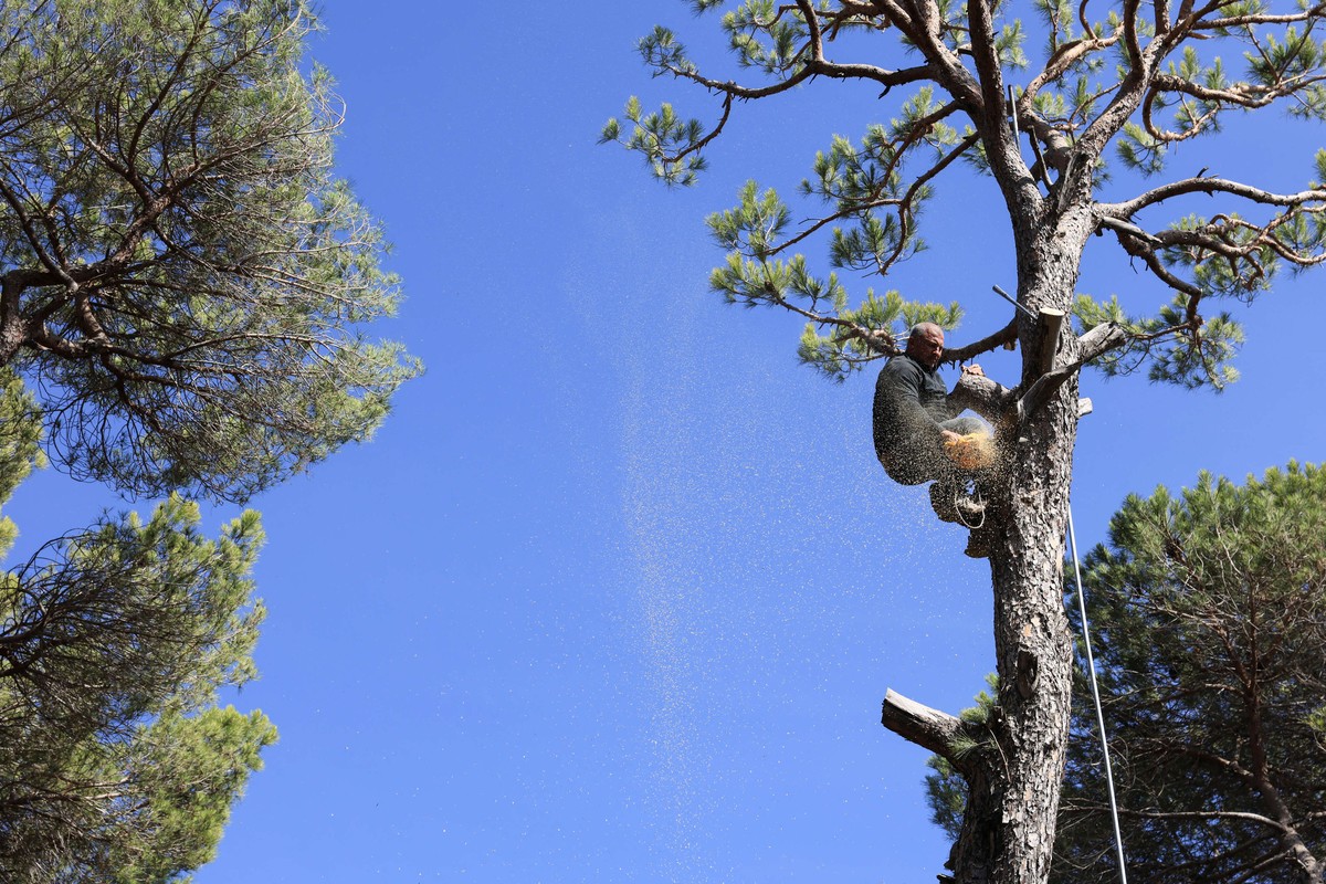أشجار ميتة في غابات الصنوبر