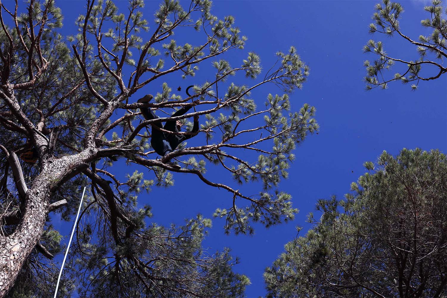 Insects threaten Lebanon's prized pine nuts