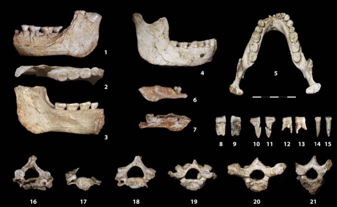 These discoveries fill a major gap in the African fossil record