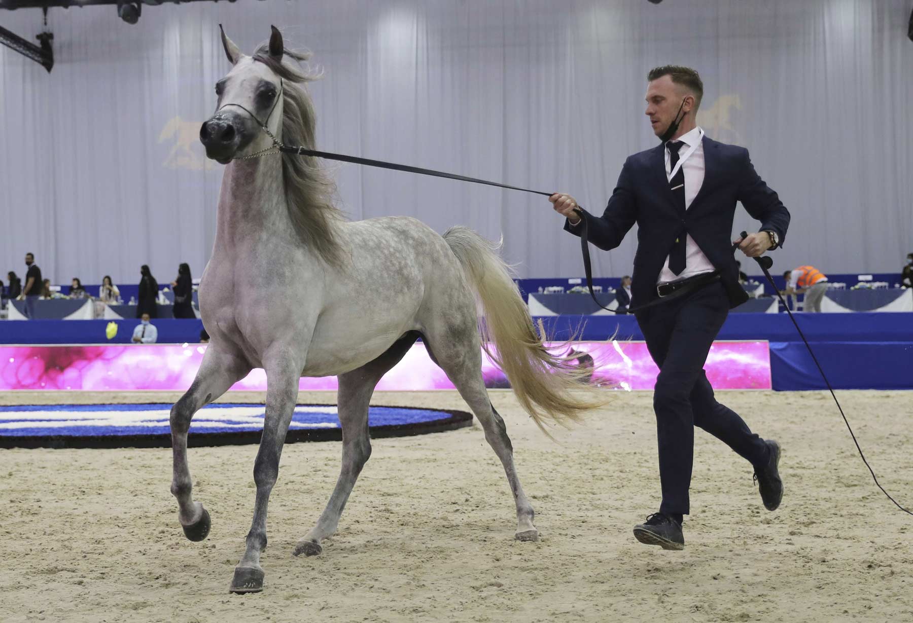 Promoting Arabian horse heritage as a living cultural legacy