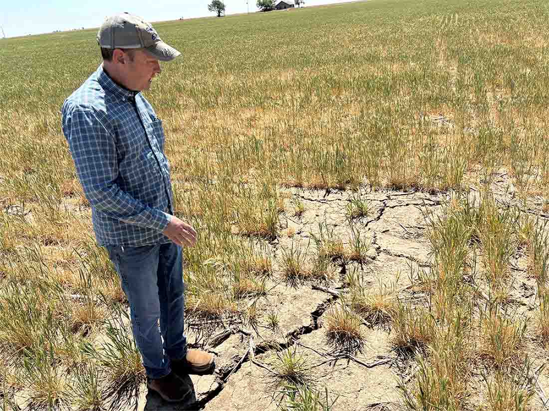Scott Irlbeck inspects drought-hit wheat fields on his farm in Tulia
