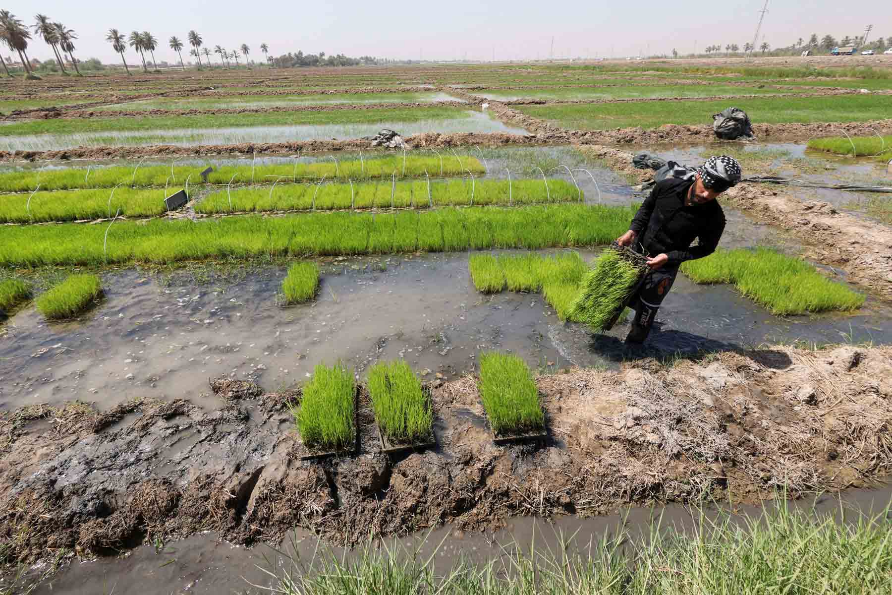 Fields alive again after years of thirst