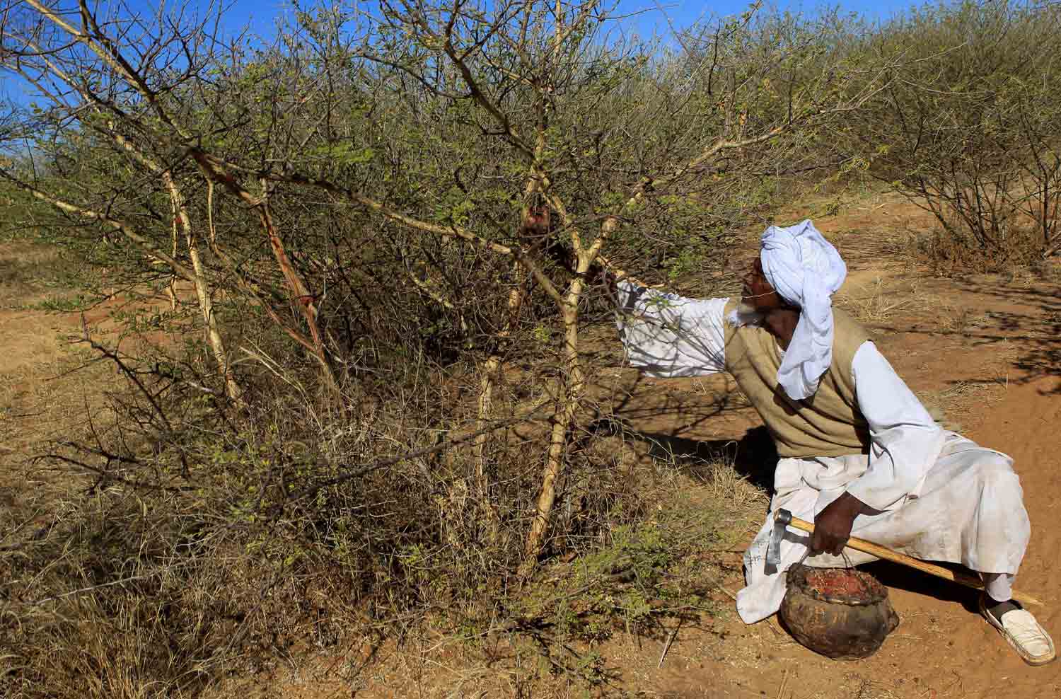 يُستخدم الصمغ الذي يُنتجه نوعان من شجرة الأكاسيا في مواد الطلاء والأدوية ومستحضرات التجميل