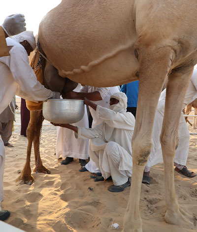 في مهرجان الظفرة