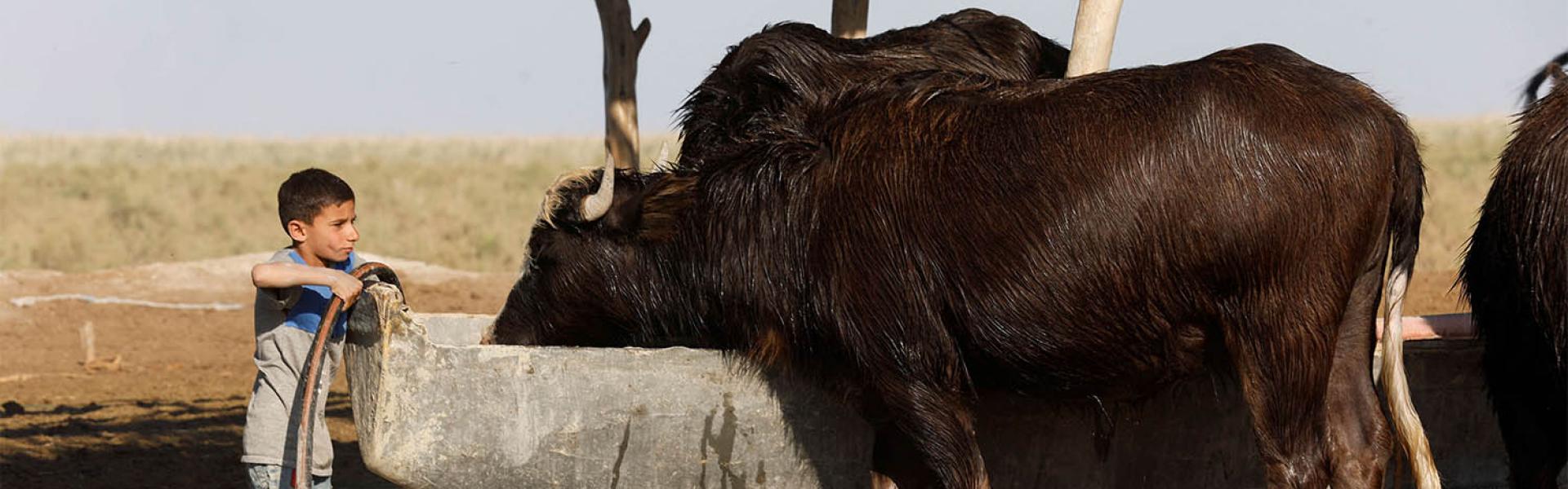 The number of buffalo in Iraq has fallen since 2015 from 150,000 to fewer than 65,000