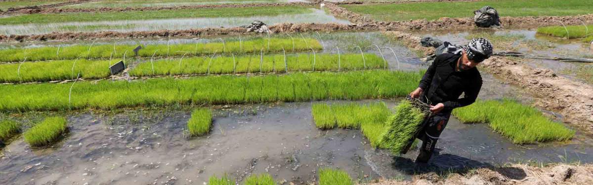 Fields alive again after years of thirst