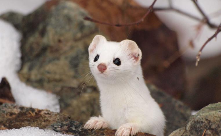 ابن عرس مهدد بالانقراض