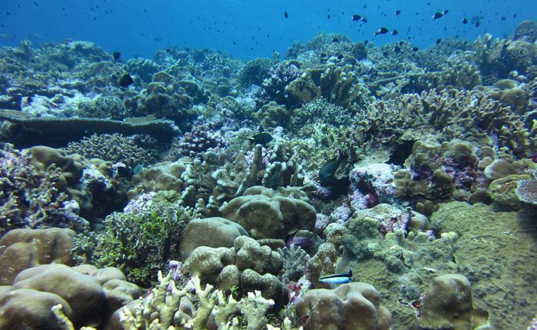 أخطر تداعيات التغير المناخي يهدد الحياة البحرية