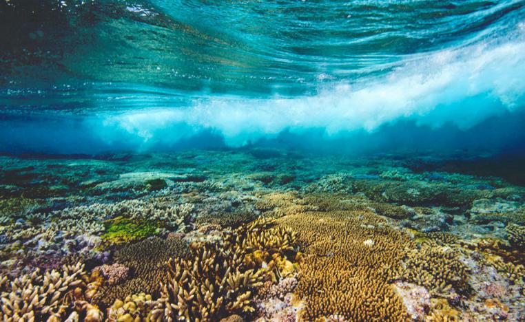 حلول مبتكرة لإنقاذ الحاجز المرجاني العظيم