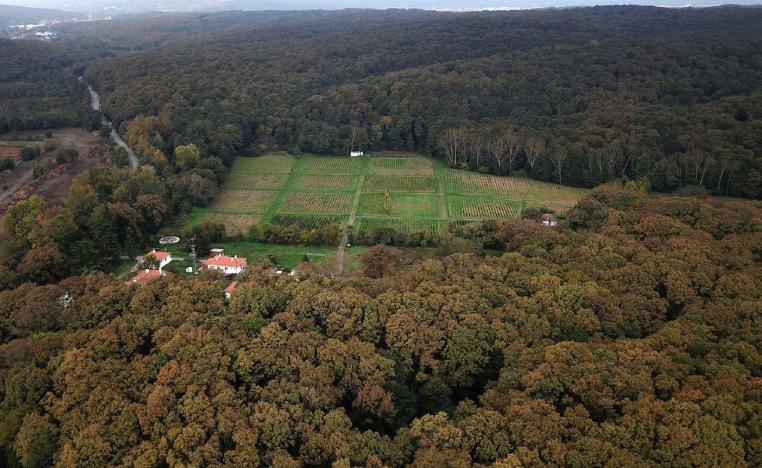 An aerial view of the Belgrade Forest in Istanbul.