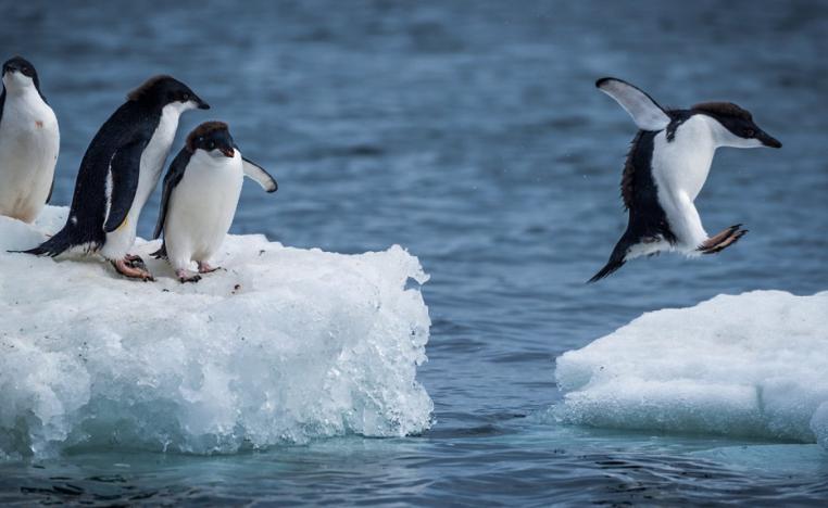 مشروع أكبر محمية بحرية في العالم يواجه الفشل