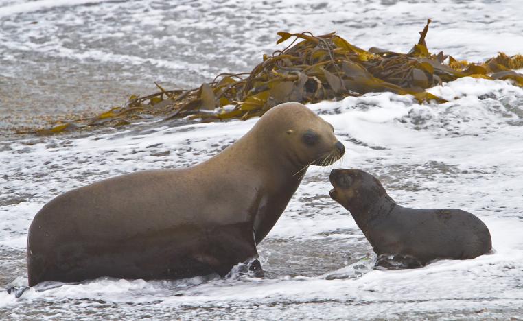 البقاء للأسرع من الكائنات الحية مع تداعيات التغير المناخي