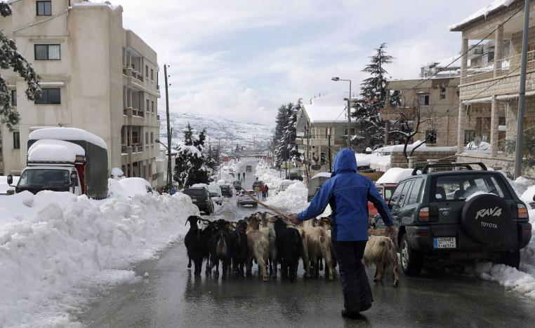 راعي غنم يمر في طرقات بلدة بشارة في جبل لبنان