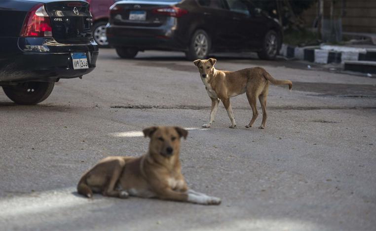 Watch out for stray dogs in Cairo