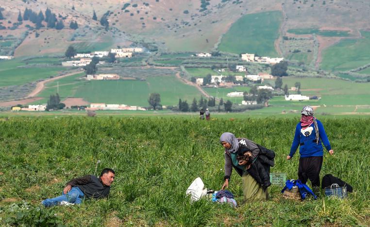 A man watches Tunisian women working in a pea field on December 20, 2018 in Tunisia's northwestern province of Jendouba, about 185 kilometres west of the capital Tunis.