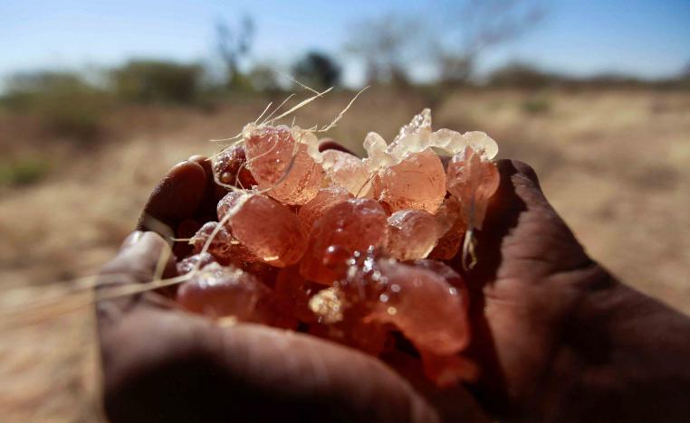 ثروة في يد سكان دارفور وكردفان والنيل الأزرق