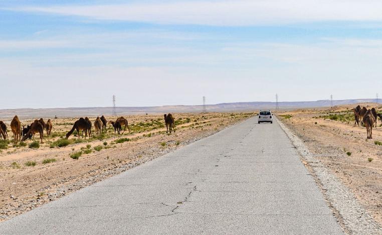 This picture taken on March 30, 2019 shows camels grazing on the sides of a road near the town of Ghadames in Libya's far west near the borders with Tunisia and Algeria.