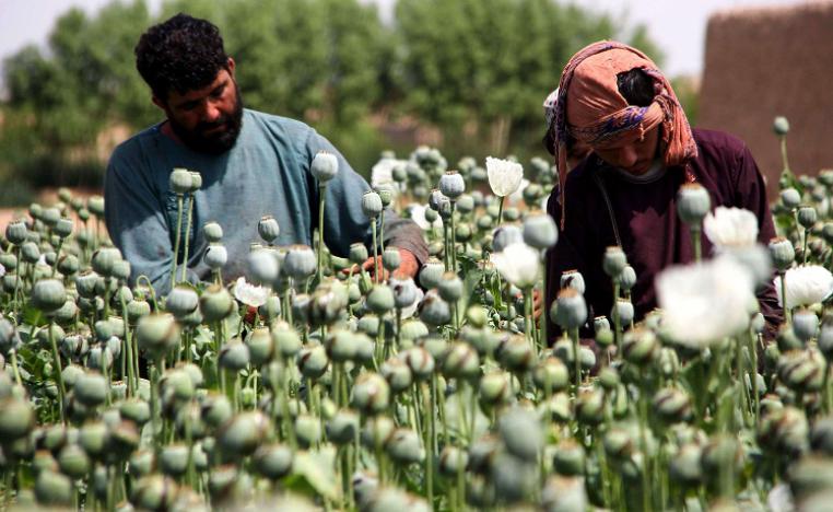 زراعة الأفيون