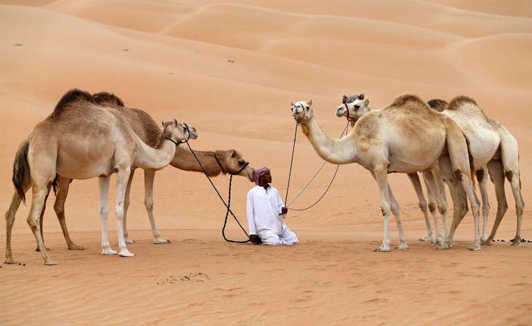 Two tonnes of camel waste can replace one tonne of coal