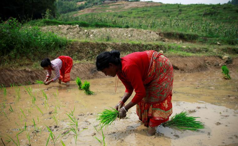 نساء يزرعن عينات من الارز في نيبال