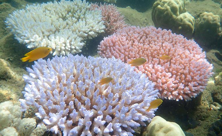 ابيضاض يغزو شعابا مرجانية في الحاجز المرجاني الكبير في استراليا