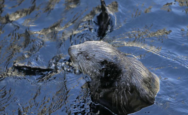 ثعالب البحر