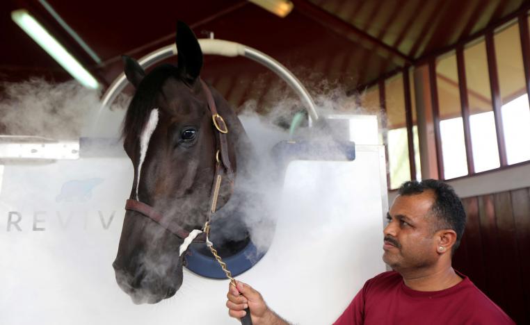 The horses are gradually introduced to the cabin, which fits snugly around their bodies leaving their heads and necks free