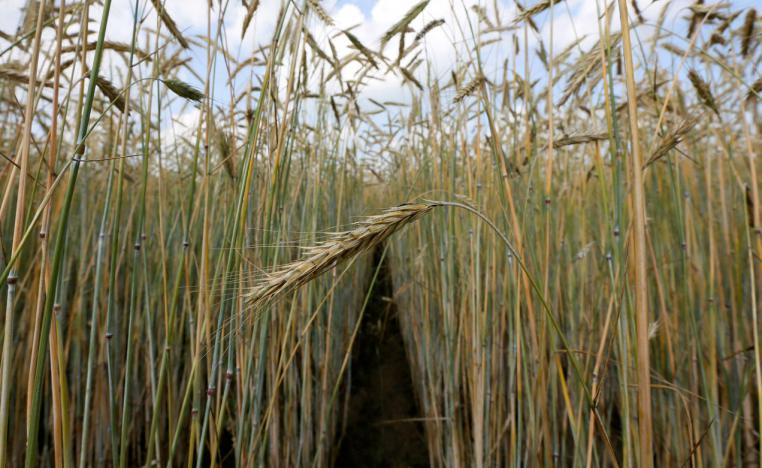 A view shows a field of wheat outside the Siberian city of Krasnoyarsk